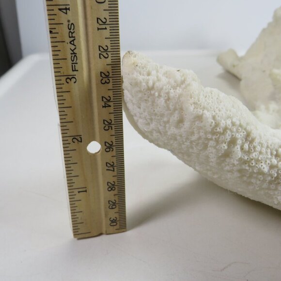 (1) solid Piece of REAL Coral over 3lbs & 13" long - Picture 6 of 14